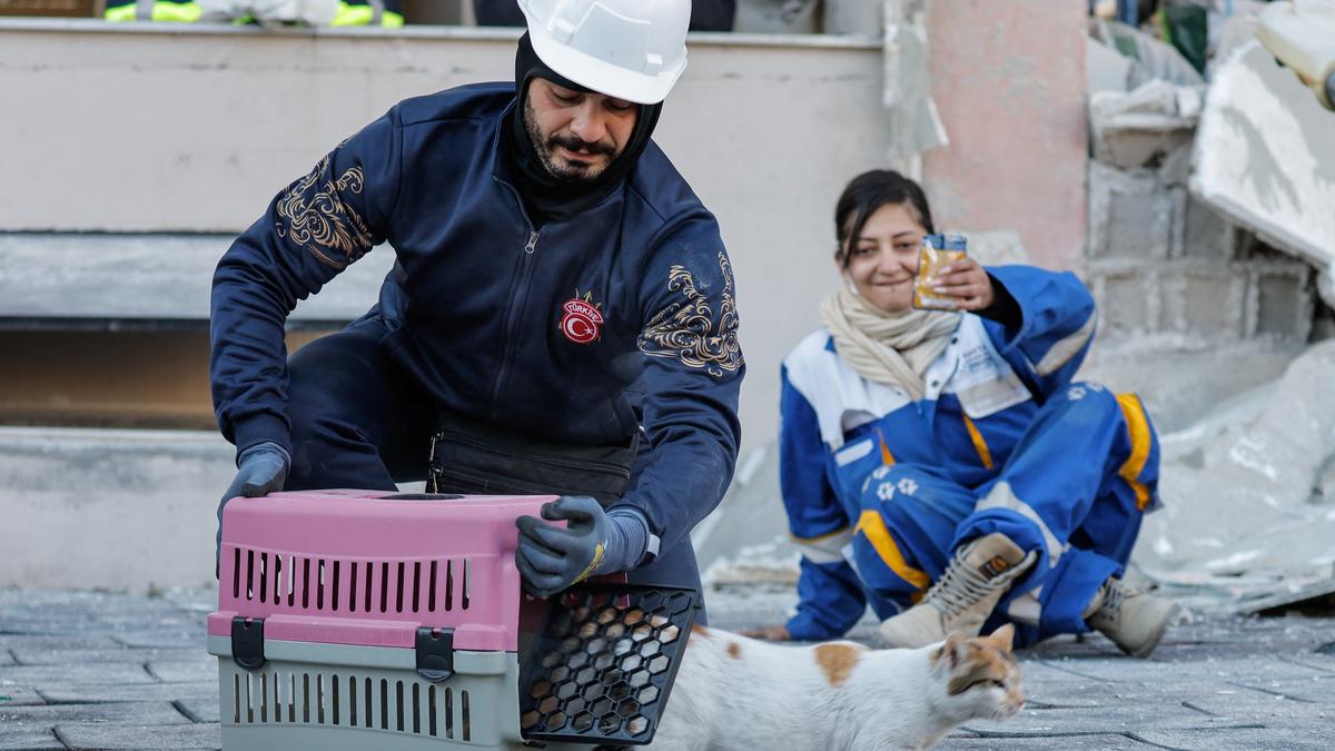 Rush to save trapped animals in Turkish city after tremor The Hindu