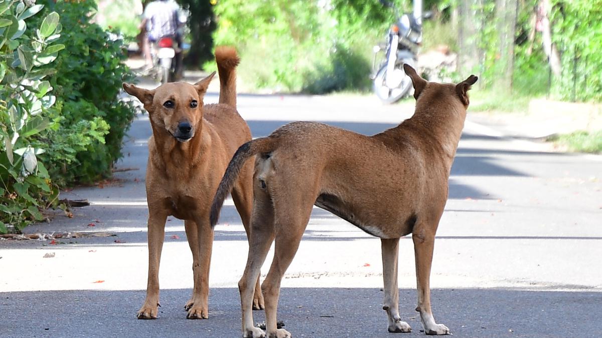 Residents demand permanent solution to stray dog menace in Coimbatore