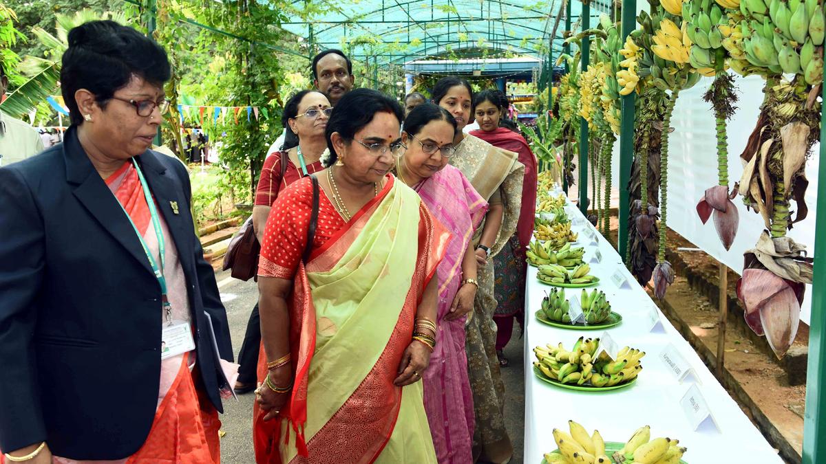 Banana research centre to release two diseaseresistant varieties The