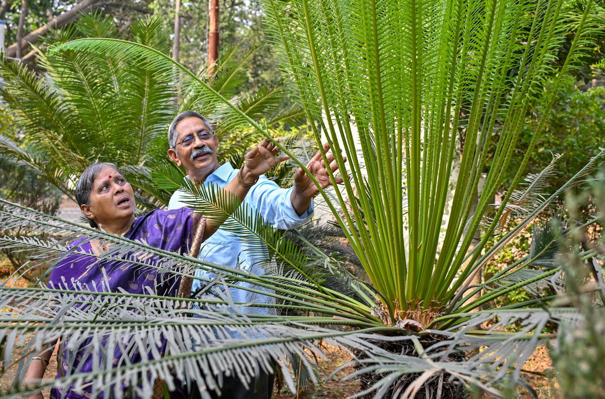 एम राम मुरी और उनकी पत्नी मंगथाय ने जैव विविधता पार्क में 2,000 से अधिक पौधों की प्रजातियां की हैं और हाल ही में विशाखापत्तनम में इसकी नींव के 23 साल पूरे किए हैं। एम राम मुरी और उनकी पत्नी मंगथाय ने जैव विविधता पार्क में 2,000 से अधिक पौधों की प्रजातियां की हैं और हाल ही में विशाखापत्तनम में इसकी नींव के 23 साल पूरे किए हैं।