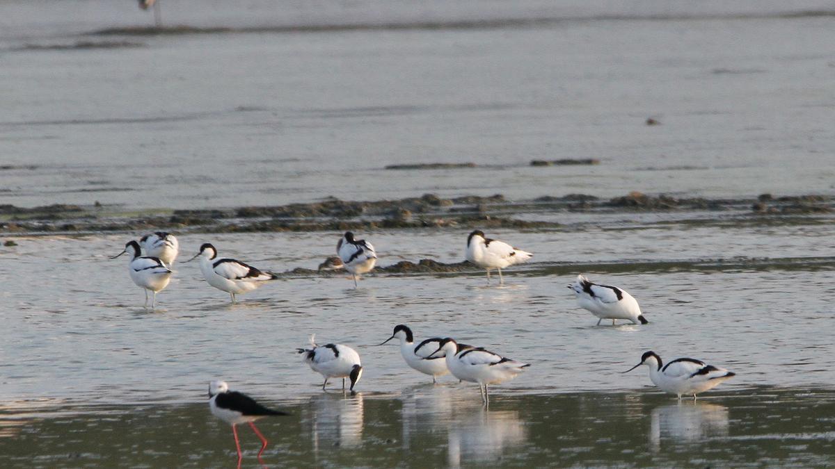 Pied avocets keep their annual date with Perumbakkam wetland