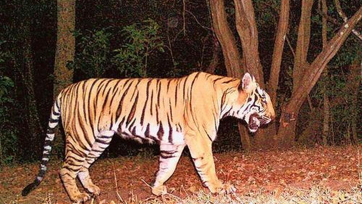 Man arrested for circulating old tiger video as new sighting in Kerala