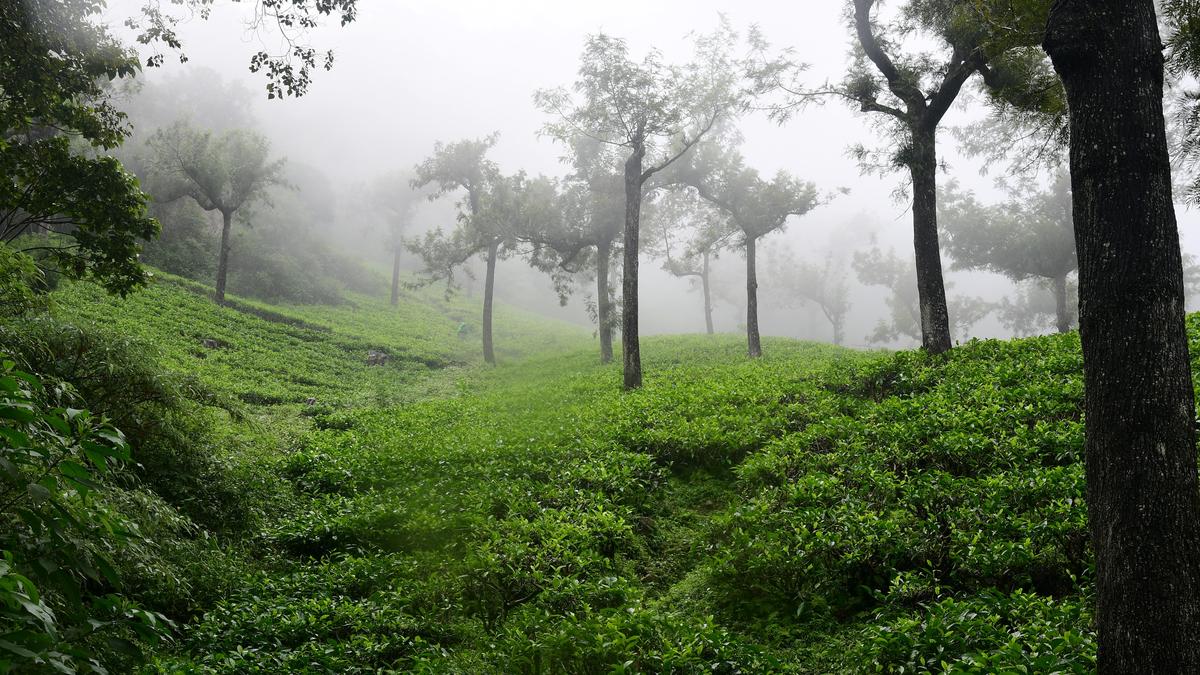 Manjolai tea estate workers: Madras High Court dismisses cases filed against voluntary retirement scheme