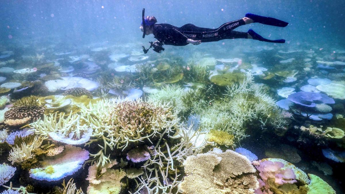 Global coral bleaching event expands, now the largest on record