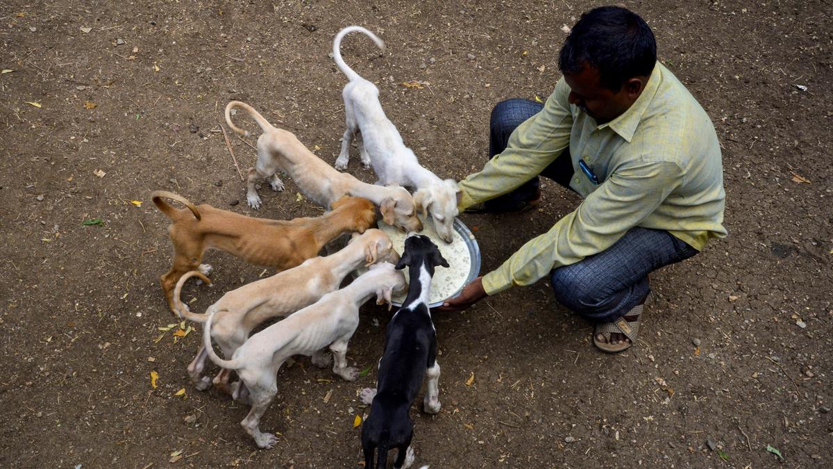 BBMP issues new guidelines for feeding community animals in public spaces in Bengaluru