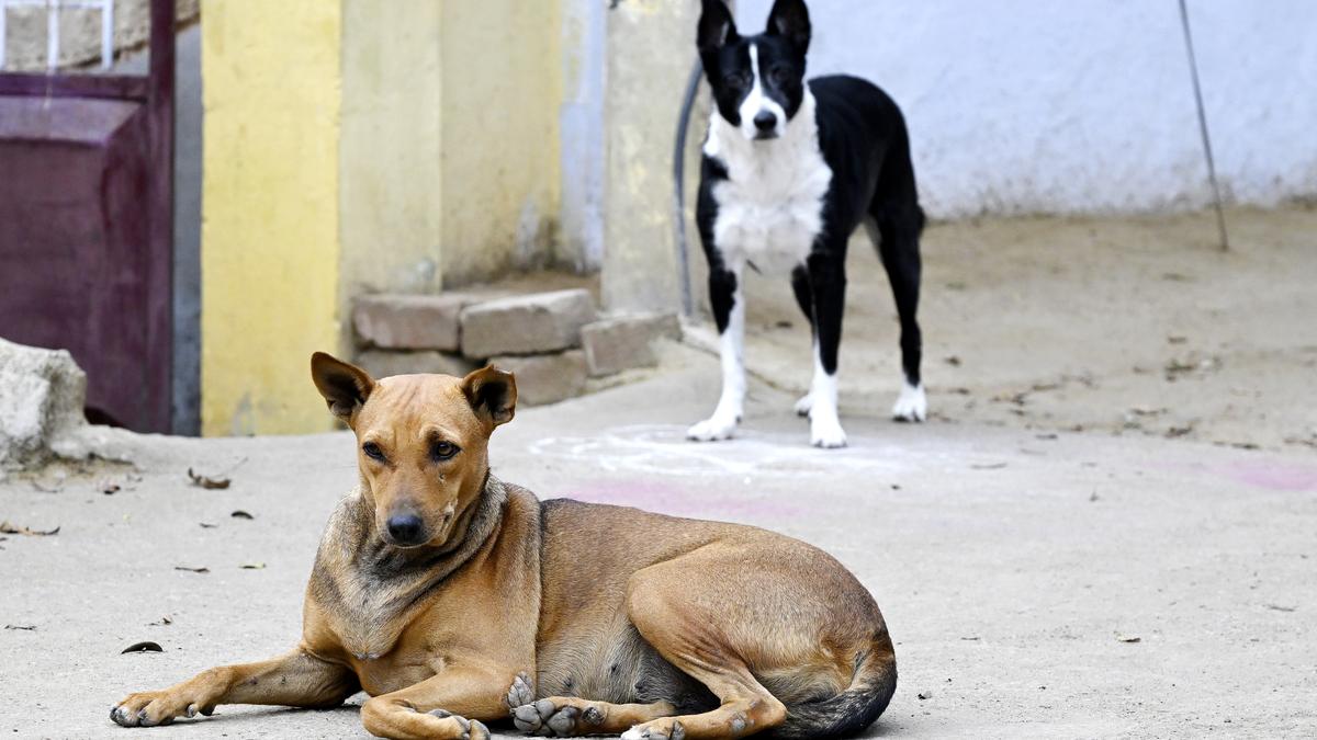 Residents urge Coimbatore Corporation to increase sterilisation of stray dogs