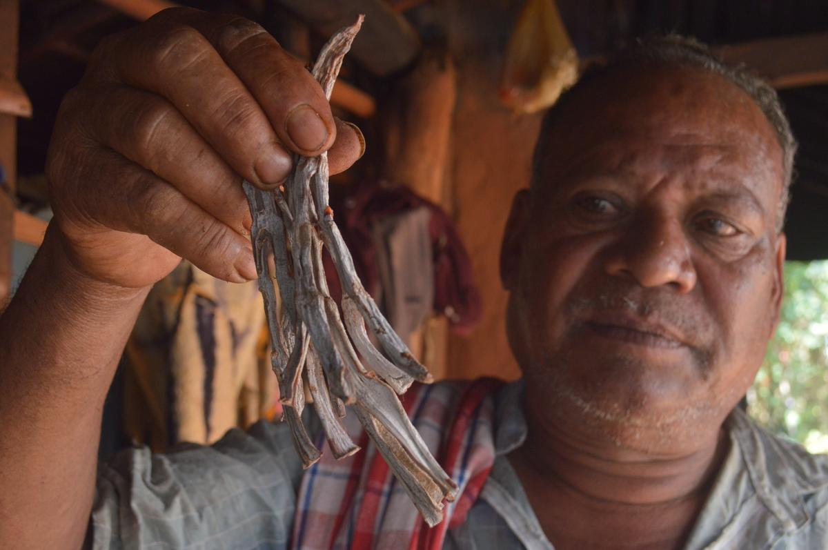 Kondla Shambu takes out some dry bamboo shoots he saved to cook his favourite traditional fish curry at Aaku Maamidi Kota village in Maredumilli Agency.