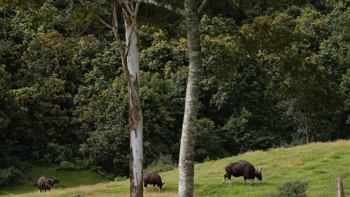 Chunk of India’s forests ‘missing’ after 27-year-delay to file reports | Analysis