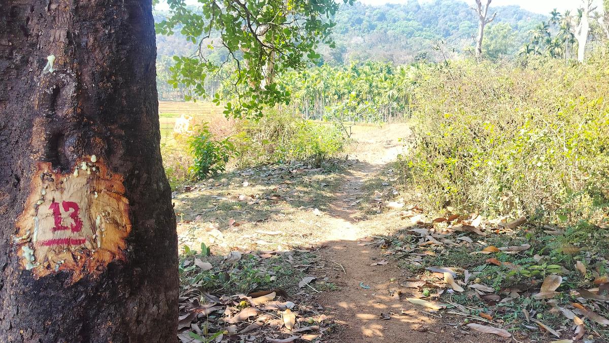 Sharavathi project gets ‘in-principle nod’ from NBWL, but environmental concerns remain
