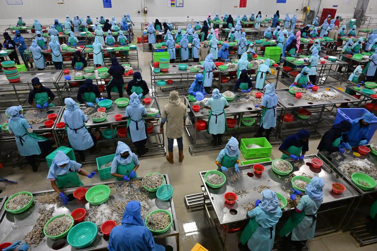 Workers engaged for peeling shrimp at a processing unit in Tundurru village of West Godavari district. About 500 labourers from different State are engaged for cleaning and processing the stocks in a unit daily.