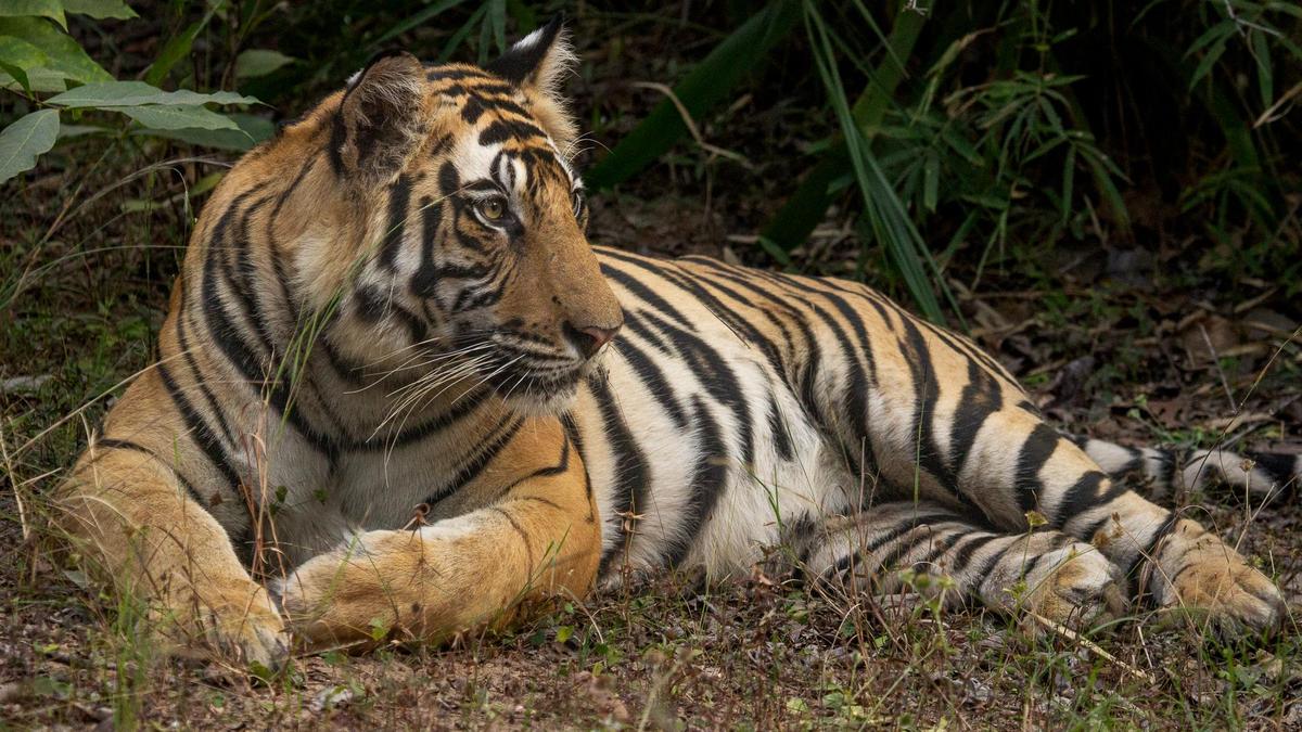 Tourists to be banned in Tadoba tiger reserve’s core areas for 3 months with eye on monsoon