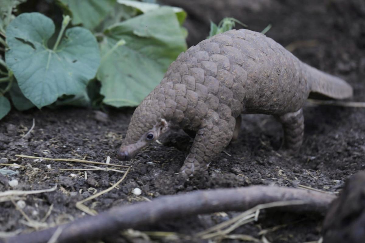 World Pangolin Day: forest department releases poster on Indian Pangolin -  The Hindu