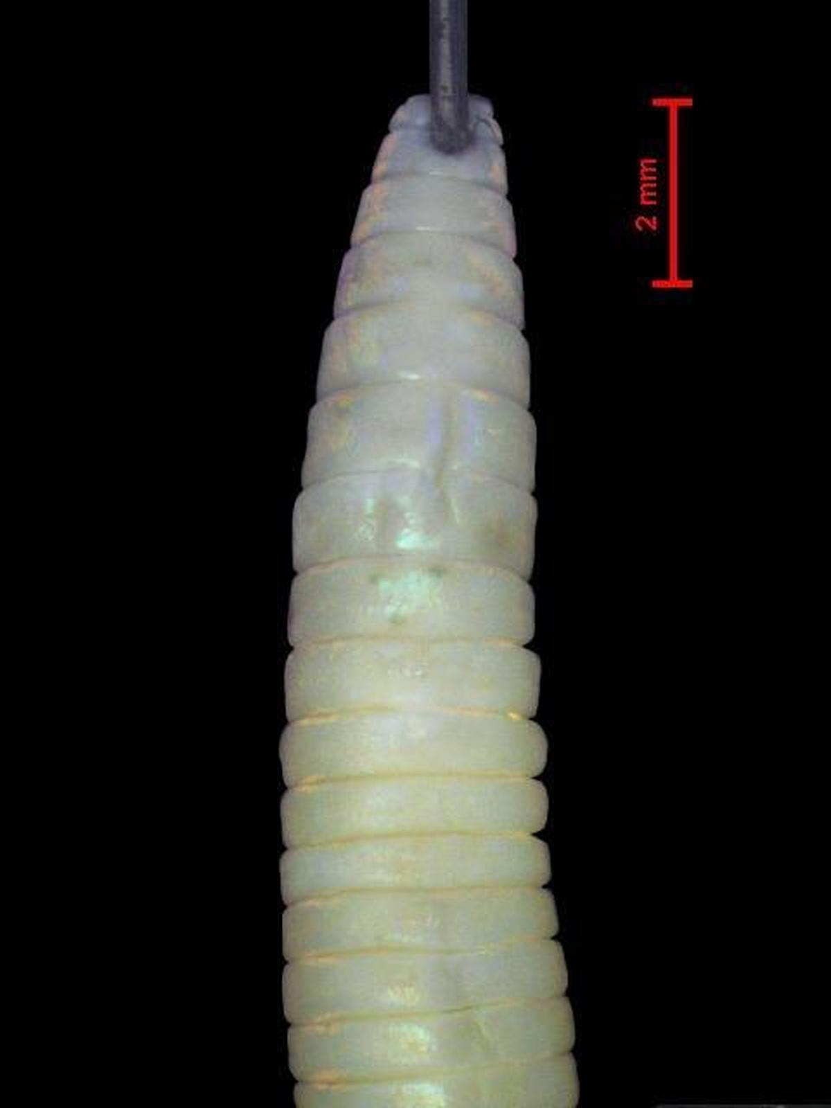 मोनिलिगास्टर गिरीशी.