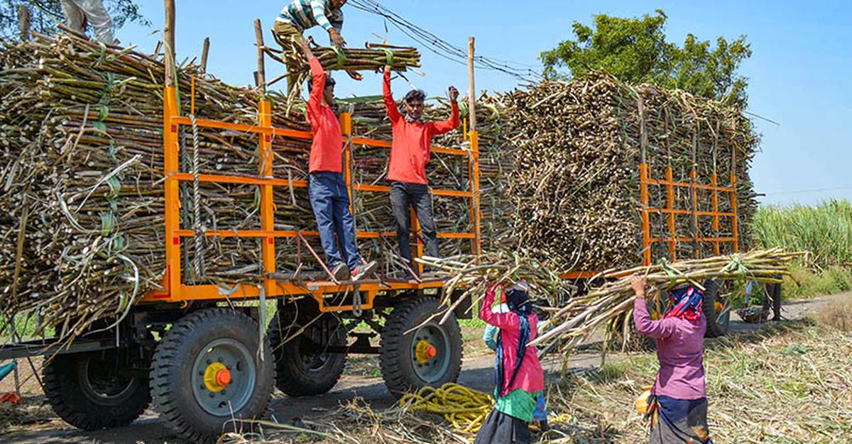 Farmers load harvested sugarcane crop on a tractor to be transported to a sugar mill, at a village in Karad, October 2022. Farmers load harvested sugarcane crop on a tractor to be transported to a sugar mill, at a village in Karad, October 2022.