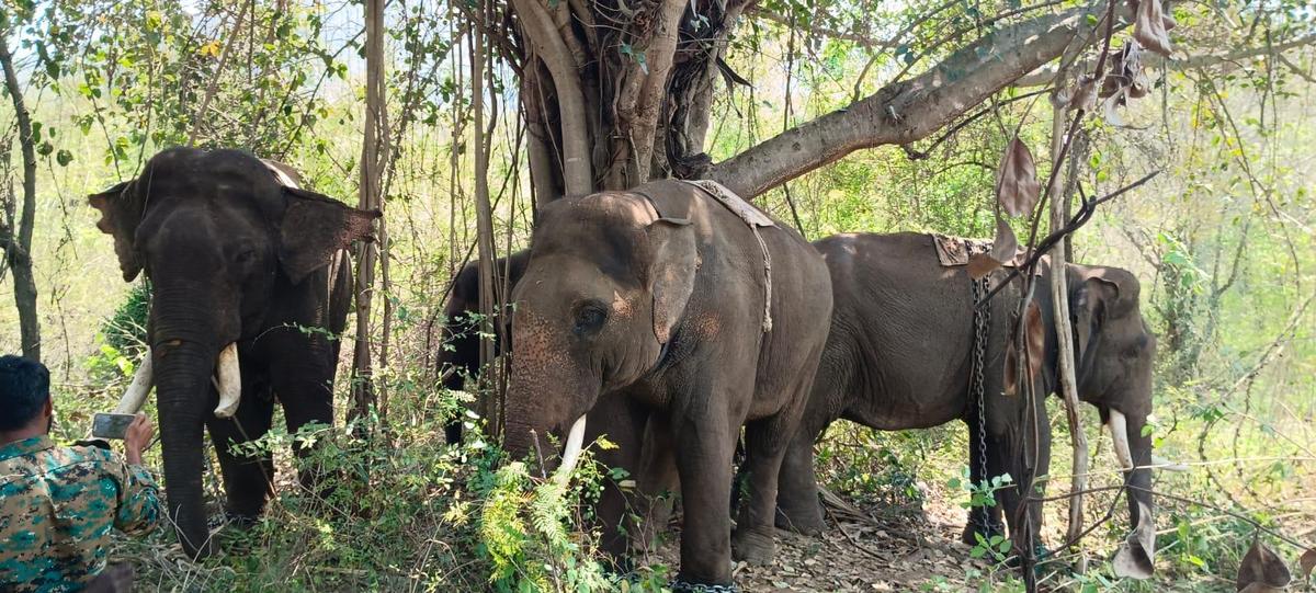 शुक्रवार को चित्तूर जिले के गुडीपाला के पास एक घाटी में जंगली झुंड के करीब डेरा डाले हुए 4 कुमकियों का एक समूह।