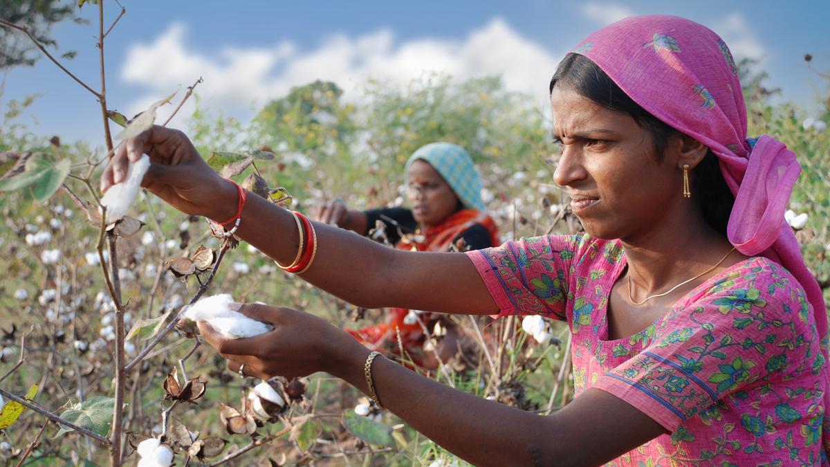 Maharashtra | Changing weather patterns and easy microfinance loans are pushing women farmers into a debt cycle