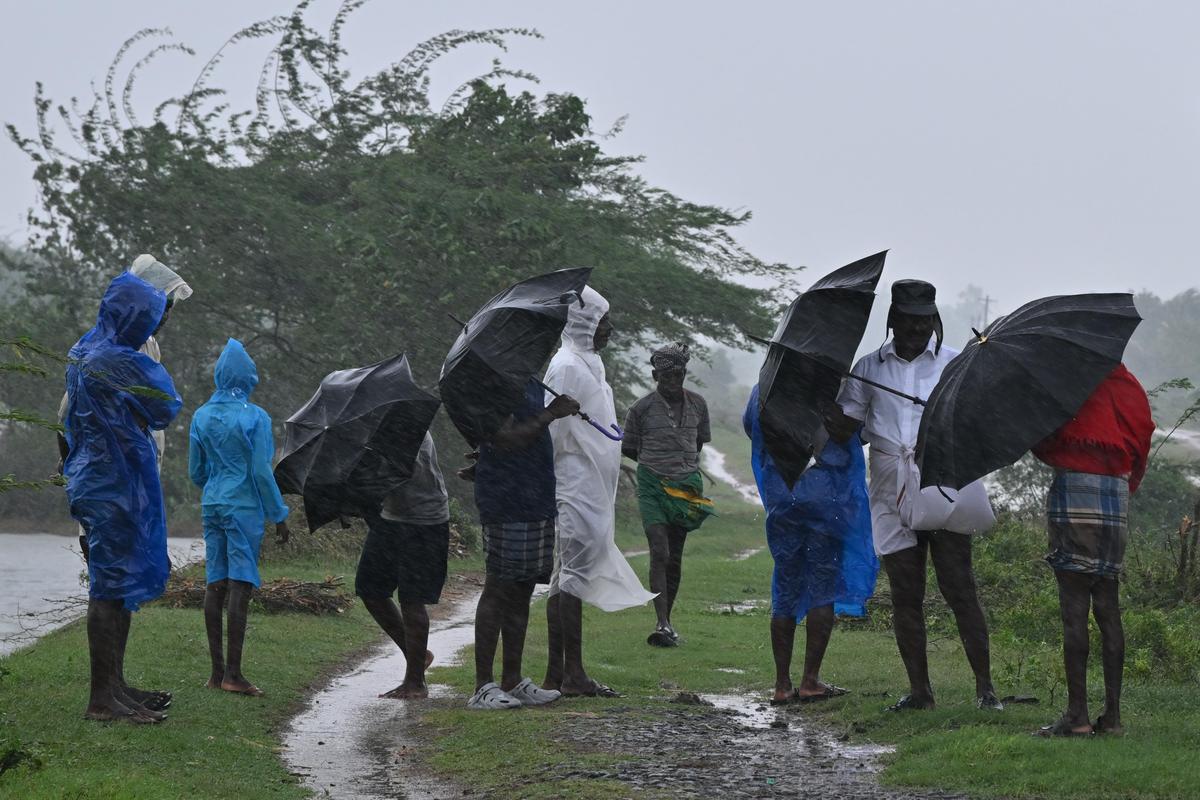 Farmers from Puluthikudi village in Tiruvarur district checking the condition of the paddy fields which were submerged after heavy rain on Saturday. 