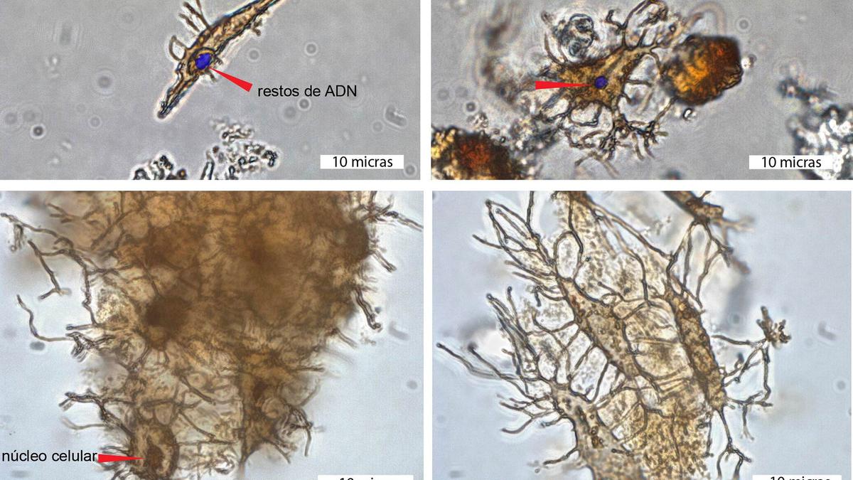 DNA remnants found in fossil of 6 million year old turtle