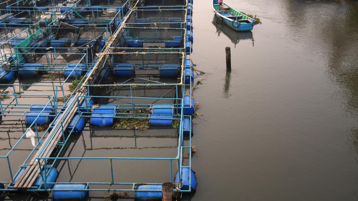 More aquatic animals were farmed than fished in 2022, for the first time ever