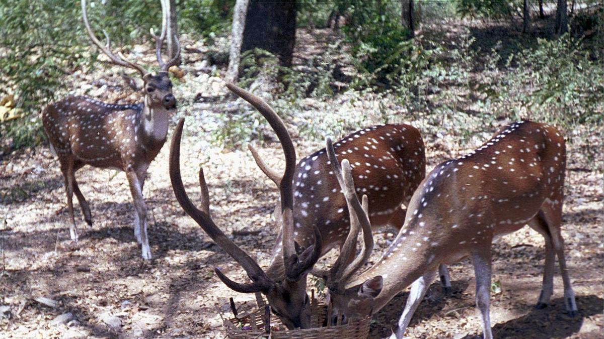 Three arrested for selling deer antlers worth ₹10 lakh