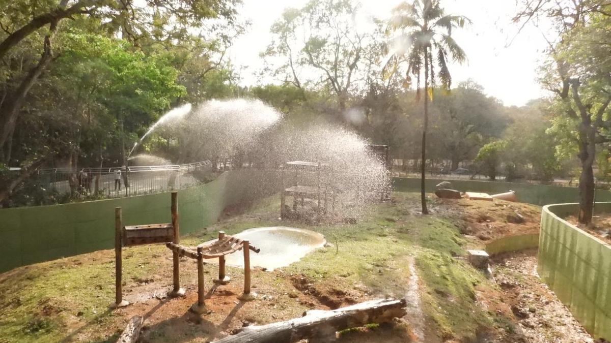 How Mysuru zoo is keeping its animals cool in the searing heat