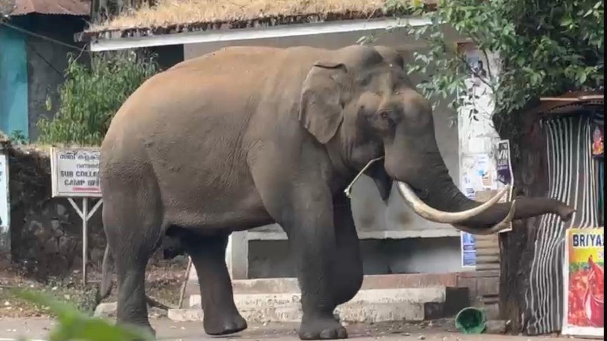 Iconic tusker Padayappa tests nerves in Munnar