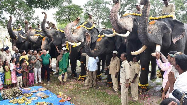 Second batch of Dasara jumbos to arrive on Sept. 7