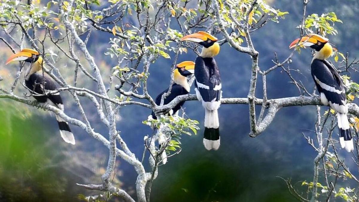 T.N. to survey hornbill population for long-term conservation