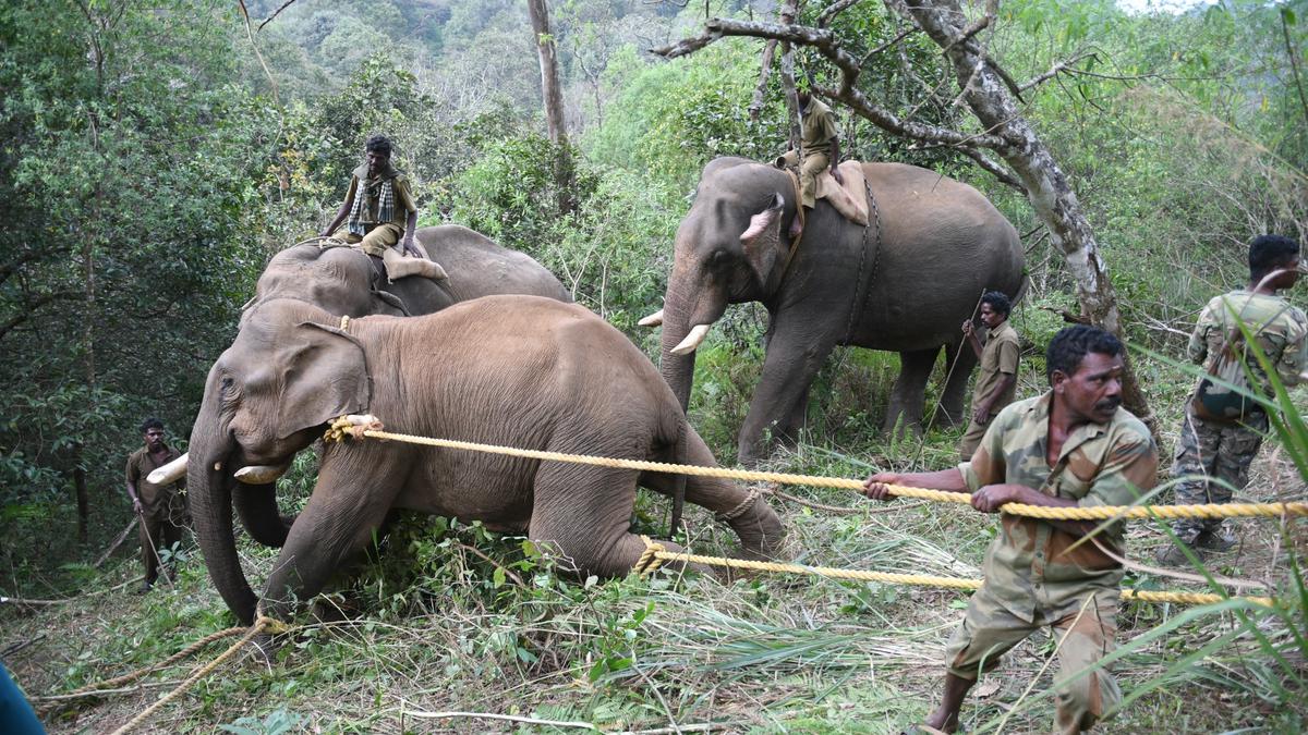 PM2 elephant darted at Gudalur reserve forest after a 17-day capture operation