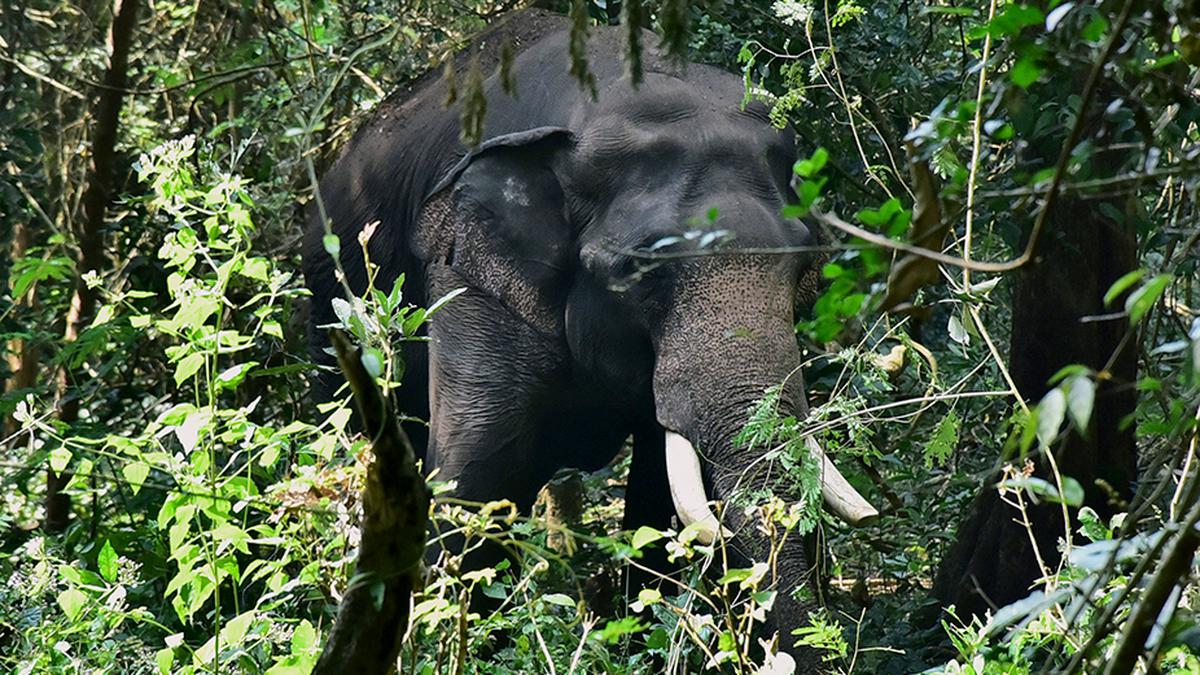 Kerala Forest darting team goes after rampaging elephant, PT-7, in Palakkad’s Dhoni forest