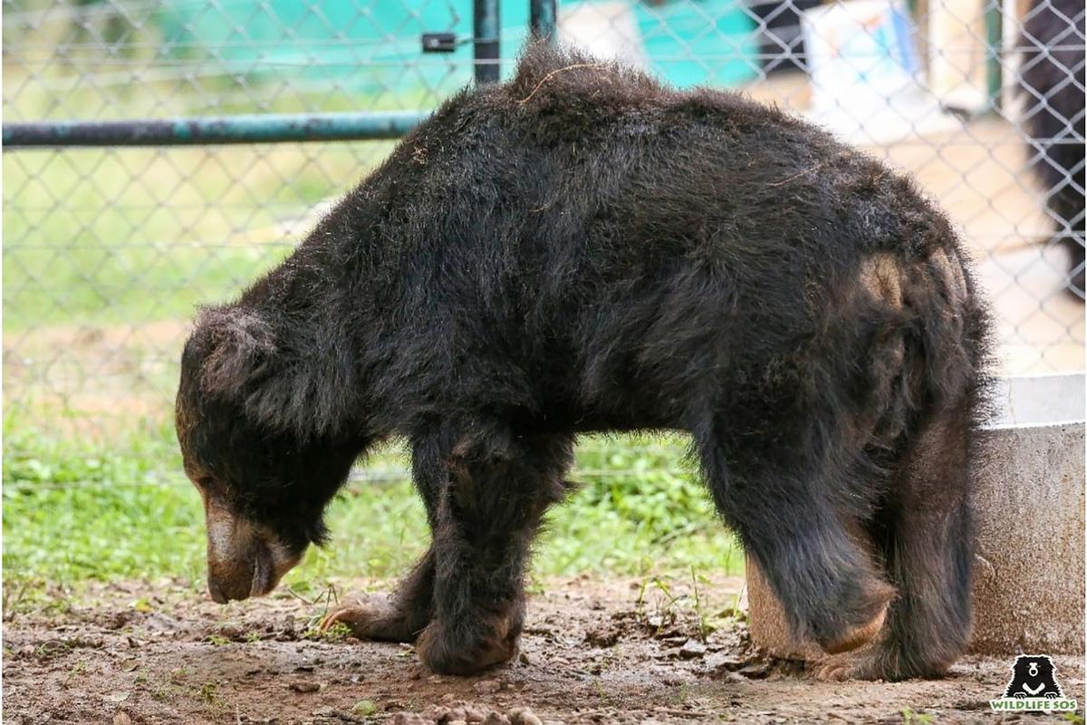 In a first, rescued sloth bear from Ballari district gets prosthetic leg -  The Hindu