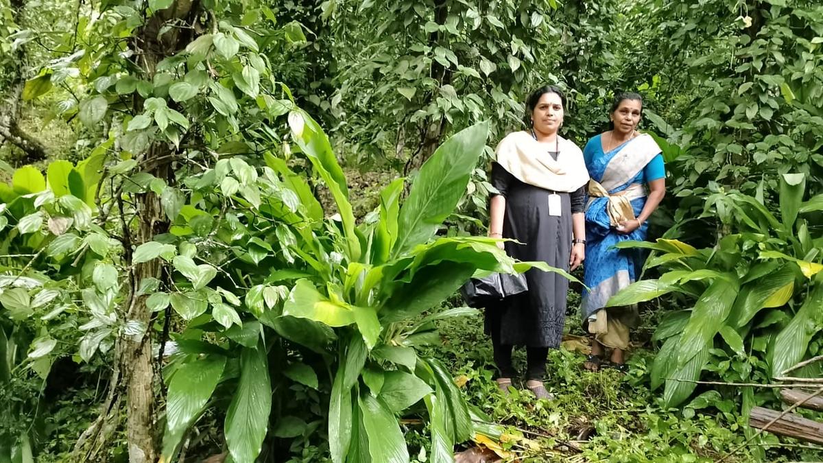 Organic farming brings rich dividends to Vanchivayal in Idukki