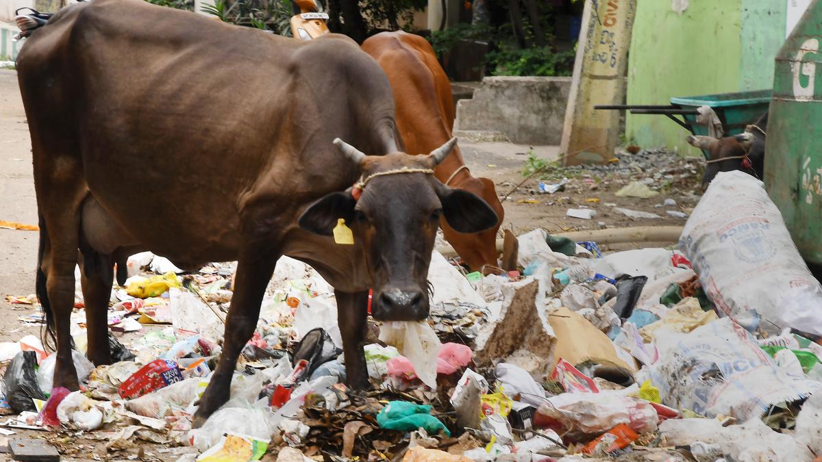 GVMC to campaign against single-use plastic in Visakhapatnam with greater vigour