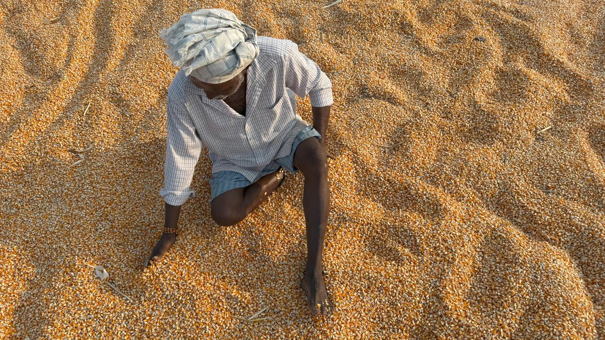 RSS-affiliated farmers’ body calls for cancellation of permission to test GM maize at Punjab Agricultural University