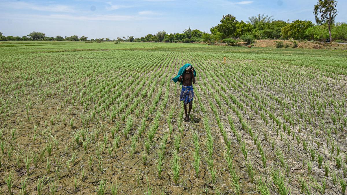 India faces record low August rains, summer crops threatened