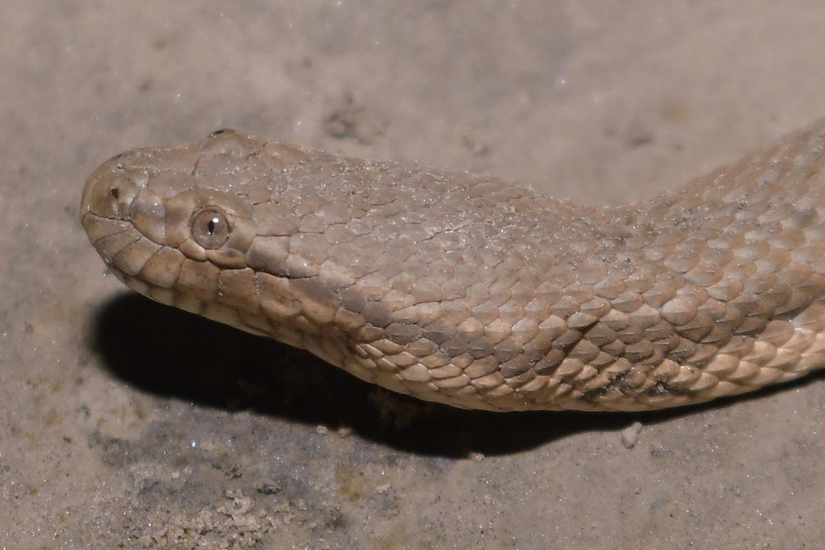 Dog-faced water snake recorded for the first time in the northeast, far from its known coastal habitat. 