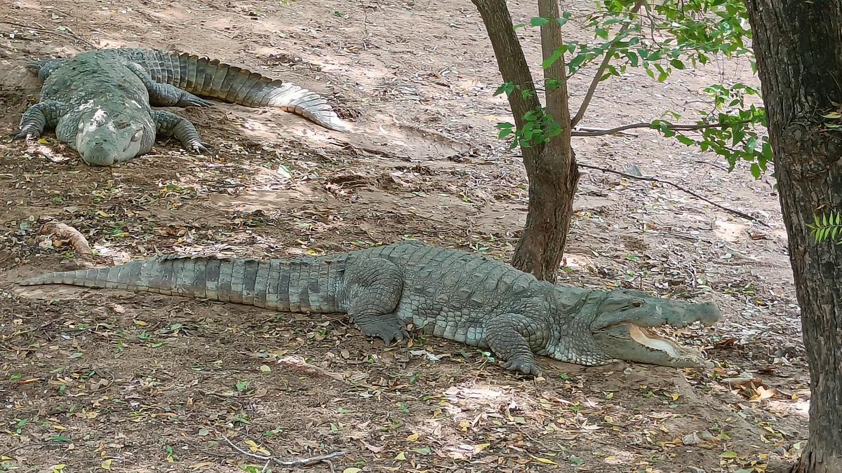 Madras Crocodile Bank Trust defends decision to shift 1,000 crocodiles to Gujarat