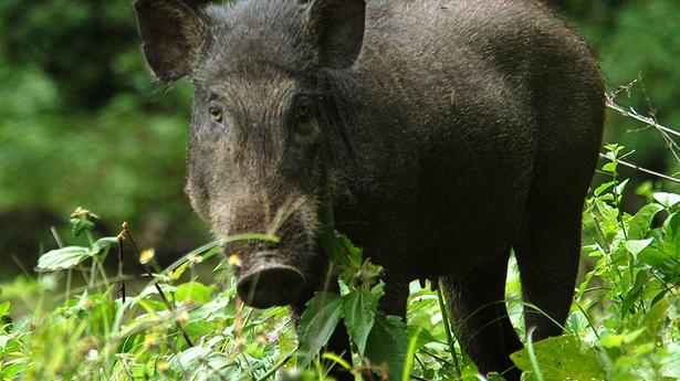 Shooters from Telangana for wild boars in Kodenchery