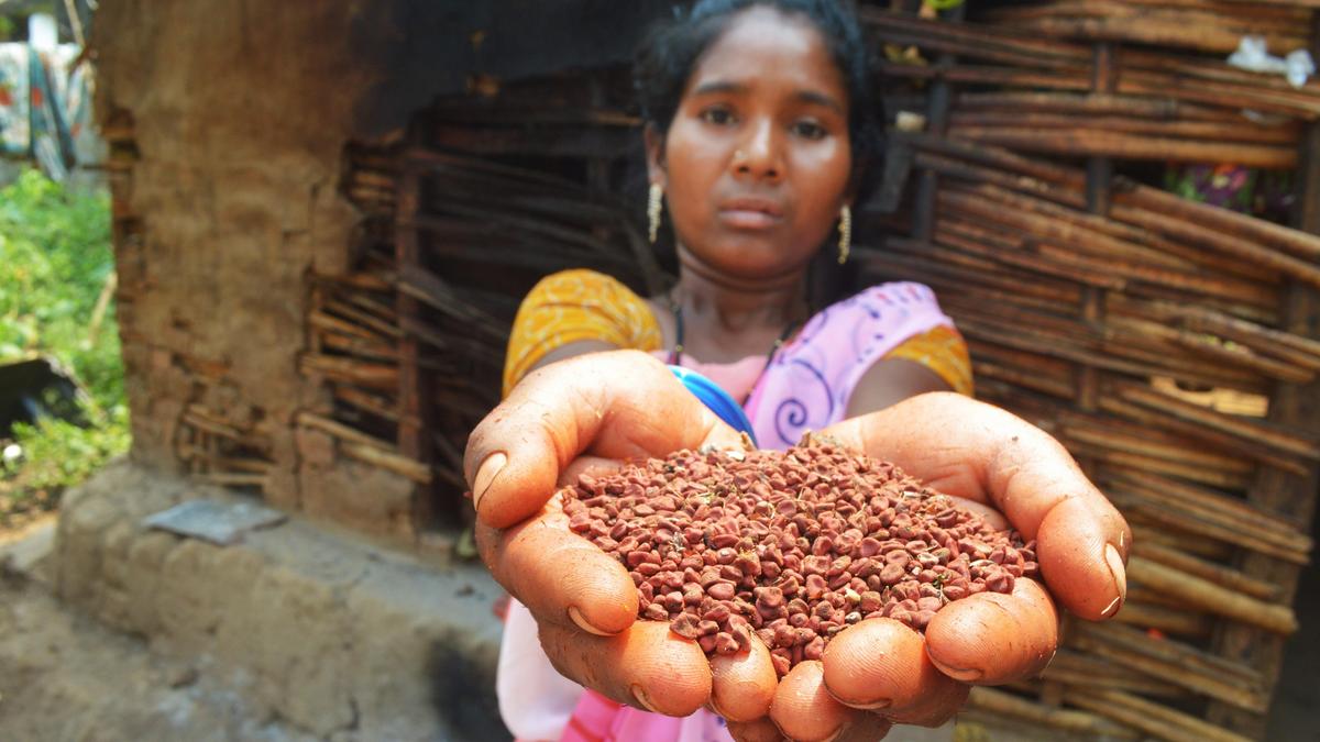 Annatto seed growers pitch for government support