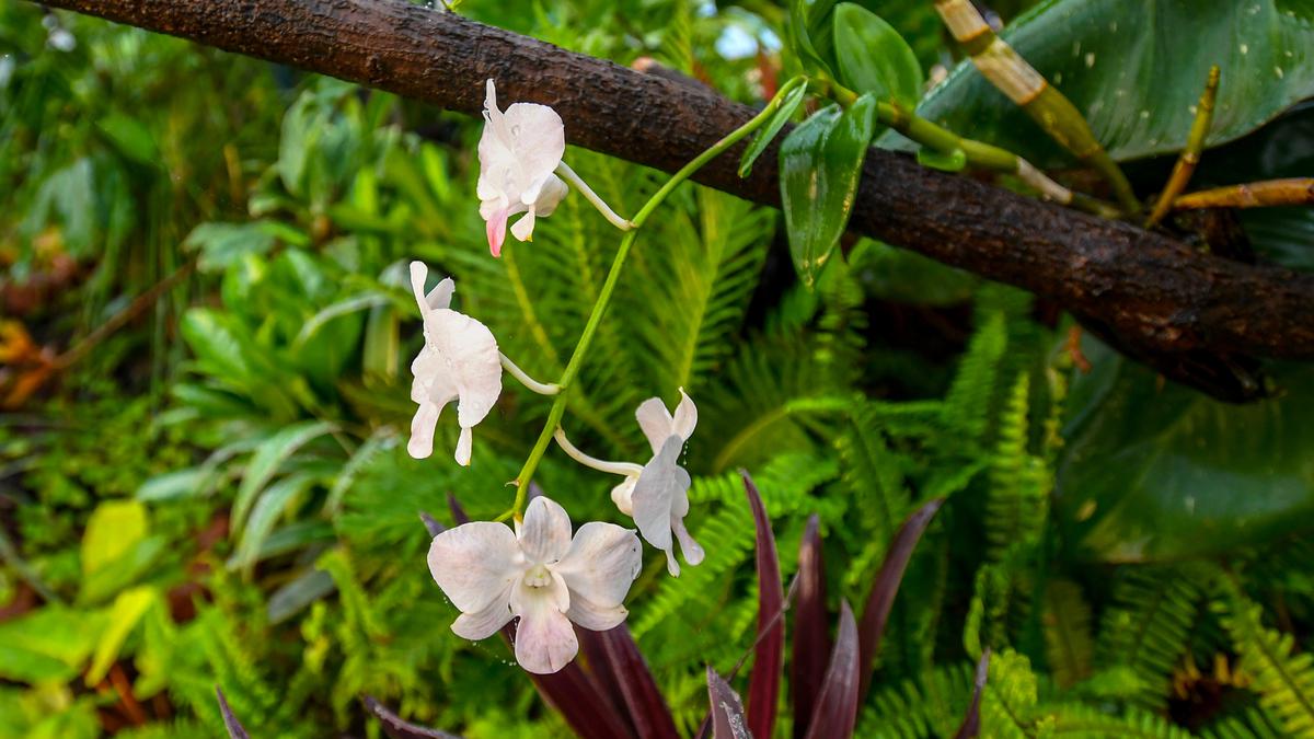 Andhra Pradesh’s first wild orchidarium to come up in Visakhapatnam soon