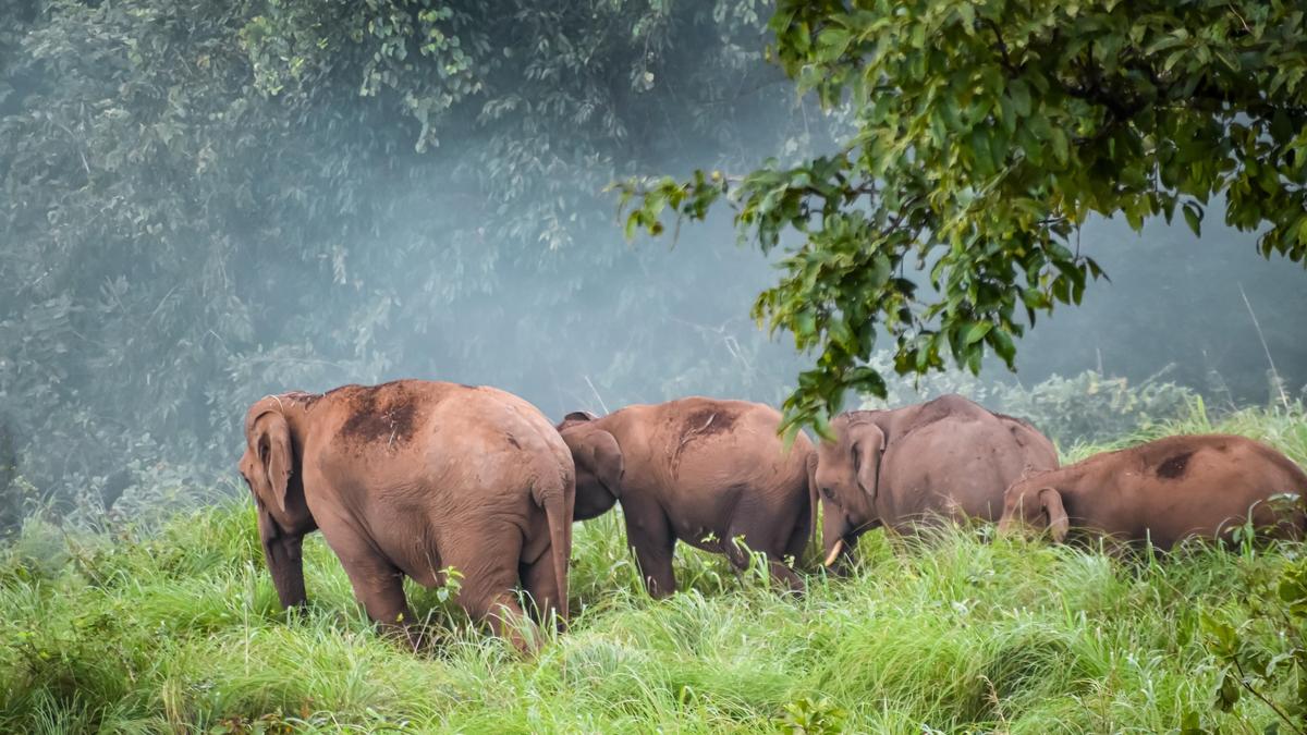 Trekking to Ranipuram hills halted on wild elephant presence