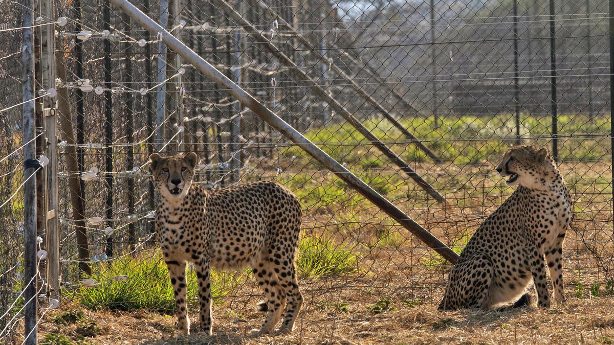 Three cheetah cubs die in India amid sweltering heat wave