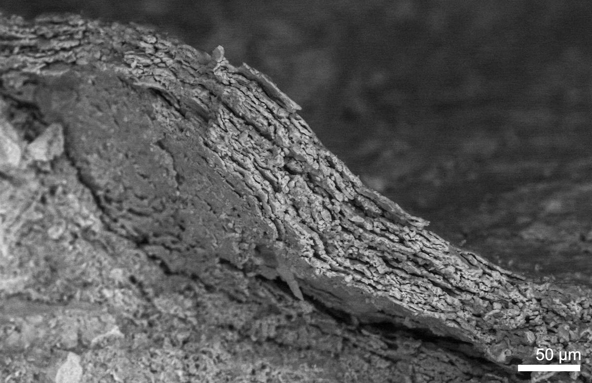 La peau fossilisée du dinosaure Psittacosaurus du Crétacé de la taille d'un chien, originaire de Chine, est présentée au microscope électronique, révélant des couches de cellules minéralisées, dans cette image non datée. 
