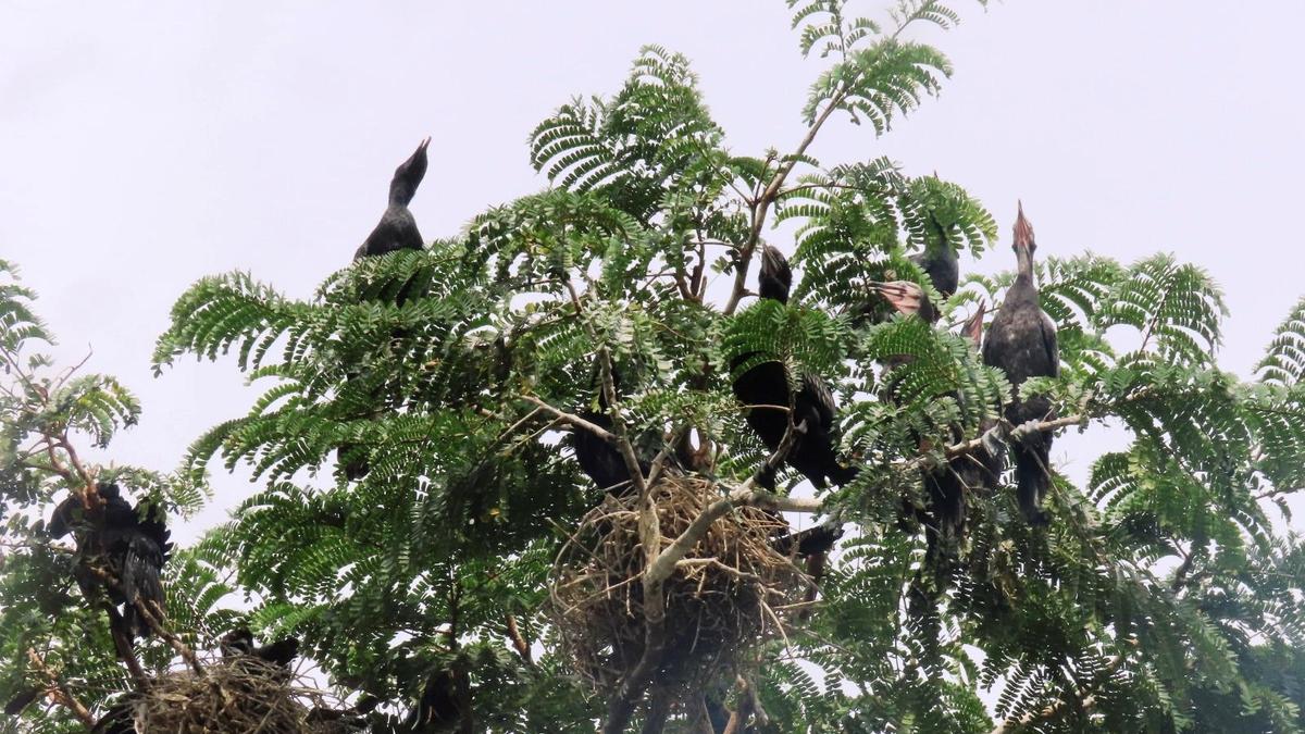 Rising heat takes toll on bird diversity in Kottayam, finds survey