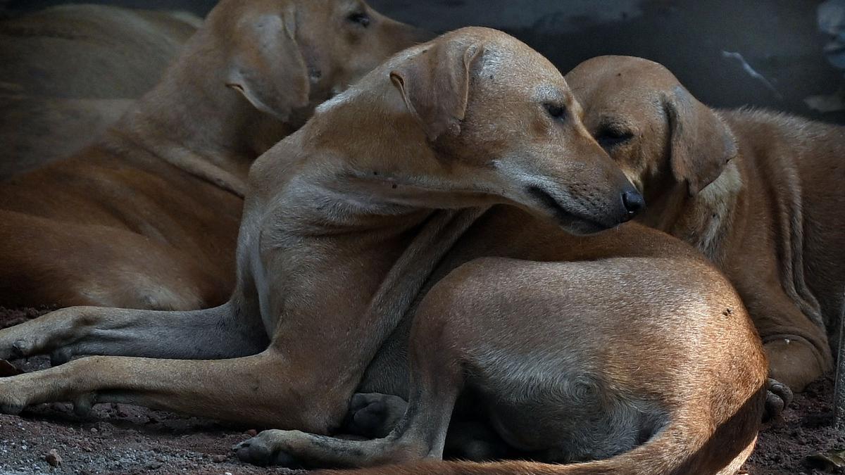 Supreme Court says ‘not shying away’ from dealing with stray dog issue, sets next hearing for May 8