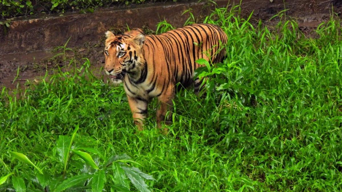 Forest Department aborts rewilding of rescued tiger, shifts animal to Vandalur zoo