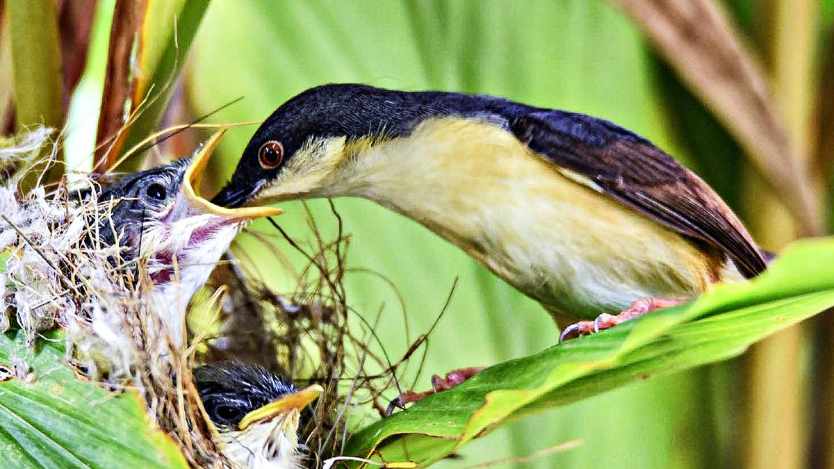 Why are five bird species widely distributed than others in Hyderabad? What do they feed on?
