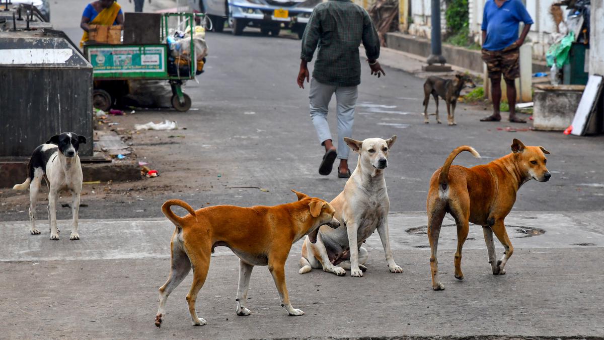 GVMC plans to sterilise over 15,000 stray dogs in Visakhapatnam