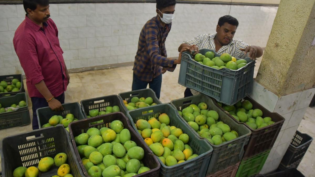 Rain hits mango yield in Salem The Hindu