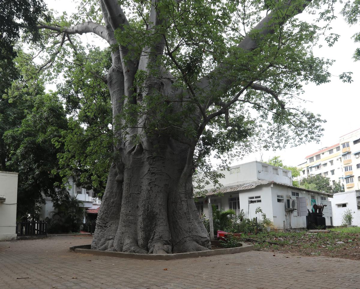 The massive Baobab at Andhra Mahila Sabha on August 12, 2025. 